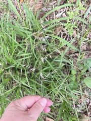 Melinis repens