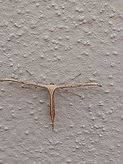 Emmelina