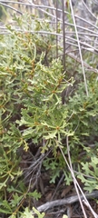 Morella quercifolia
