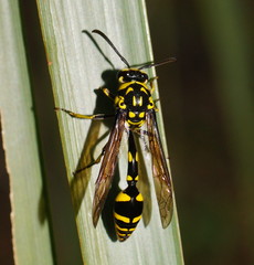 Phimenes arcuatus