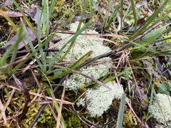 Cladonia confusa