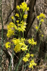 Glischrocaryon behrii