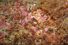 Parablennius laticlavius