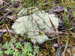 Cladonia confusa