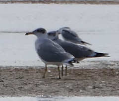 Ichthyaetus ichthyaetus