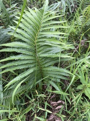 Cyclosorus interruptus