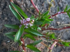 Rotala fimbriata