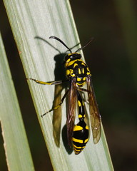 Phimenes arcuatus