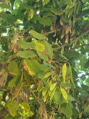 Robinia pseudoacacia