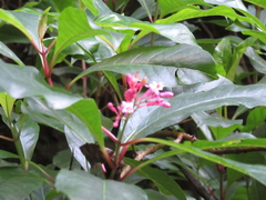 Fuchsia arborescens