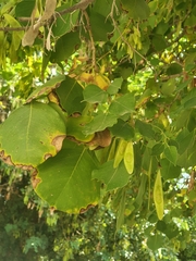 Robinia pseudoacacia