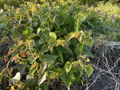 Ampelopsis glandulosa hancei