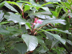 Fuchsia arborescens