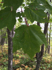 Acer rubrum rubrum