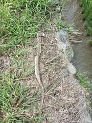 Reptilia