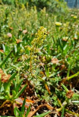 Tetragonia fruticosa