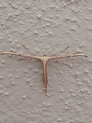 Emmelina