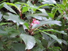 Fuchsia arborescens