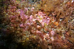 Parablennius laticlavius