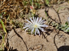 Mesembryanthemum canaliculatum