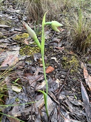 Calochilus