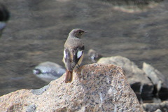 Phoenicurus erythrogastrus