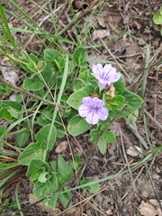 Ruellia cordata