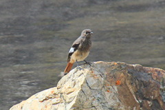 Phoenicurus erythrogastrus