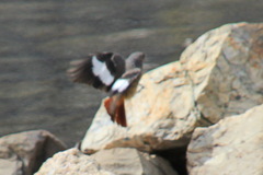 Phoenicurus erythrogastrus