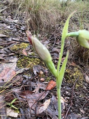Calochilus