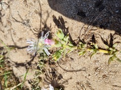 Mesembryanthemum canaliculatum