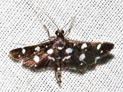Bocchoris inspersalis