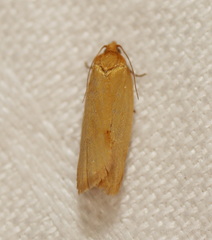 Clepsis divulsana