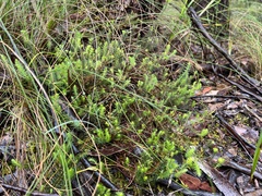 Acrotriche serrulata