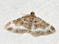 Xanthorhoe