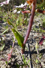 Lachenalia variegata