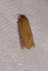 Clepsis divulsana