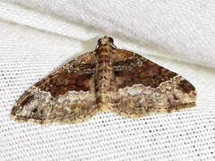 Xanthorhoe