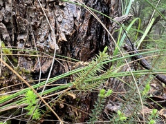 Acrotriche serrulata