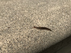 Ambigolimax valentianus