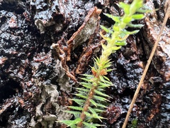 Acrotriche serrulata