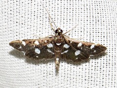 Bocchoris inspersalis