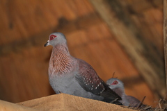 Columba guinea phaeonota