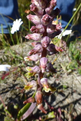 Lachenalia variegata