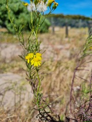 Senecio burchellii