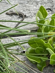 Pseudemoia entrecasteauxii