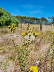 Senecio burchellii