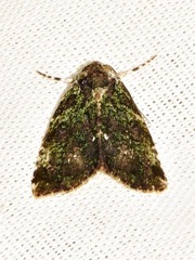 Iambia melanochlora