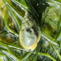 Nassarius jacksonianus