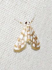 Obtusipalpis pardalis